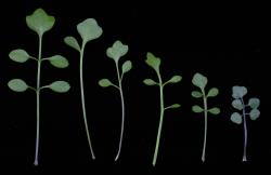 Cardamine verna. Rosette leaves.
 Image: P.B. Heenan © Landcare Research 2019 CC BY 3.0 NZ